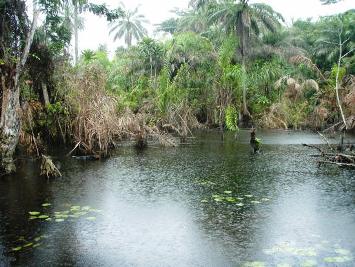 This photo of the jungle near Monrovia, Liberia was taken by an unknown photographer.